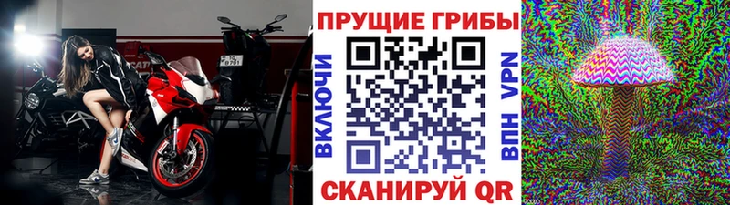 Псилоцибиновые грибы Psilocybe  Злынка 